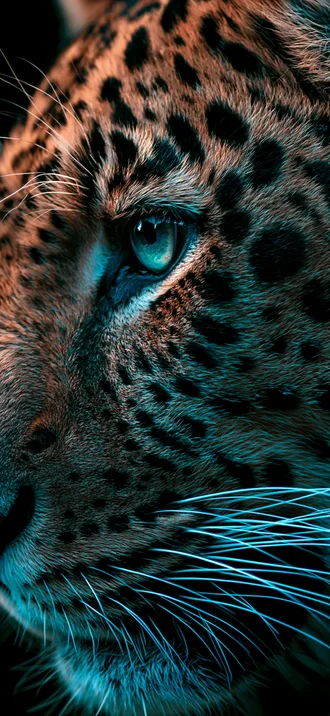 Animals 008 — Animals wallpaper for iPhone 4K lock screen