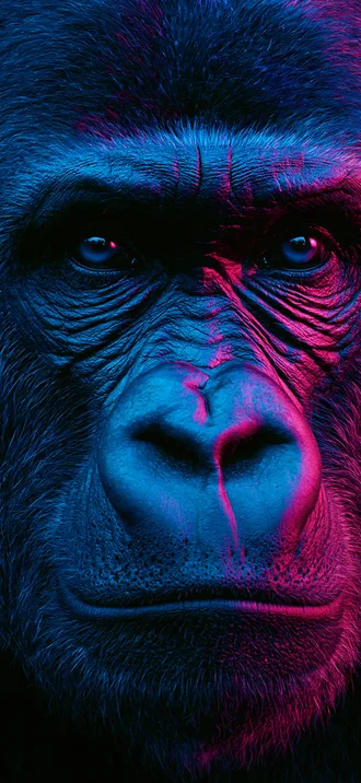 Animals 010 — Animals wallpaper for iPhone 4K lock screen