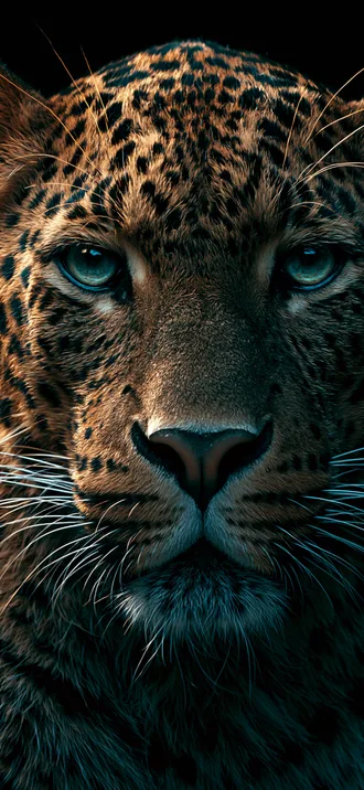 Animals 011 — Animals wallpaper for iPhone 4K lock screen