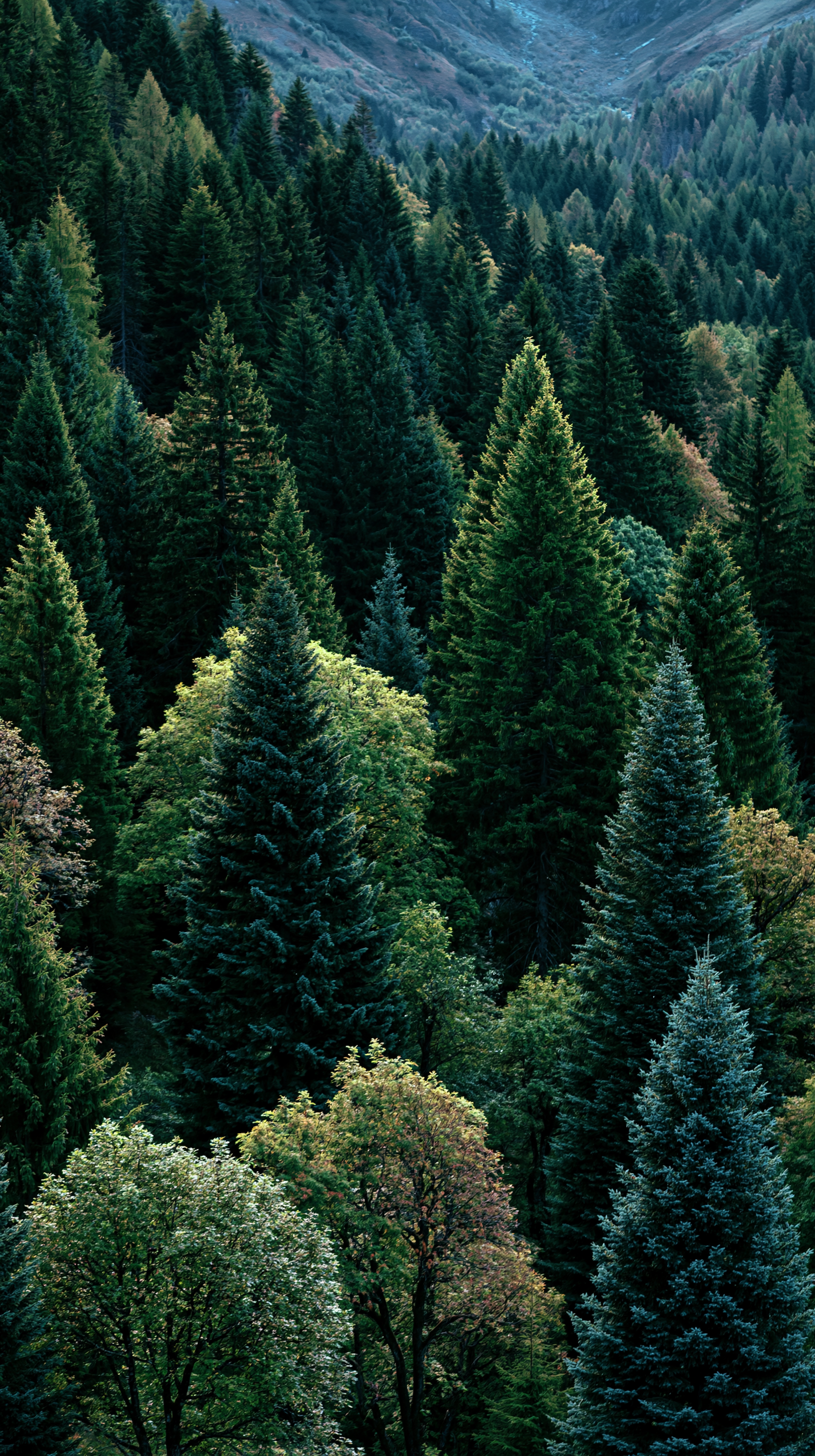 Dark Forest iPhone wallpapers